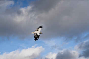 Close-up of Egyptian Vultures (Neophron percnopterus, Alimoche Común) in flight