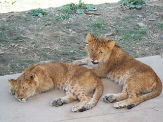 Obraz premium 2023年9月28日生まれの仔ライオン