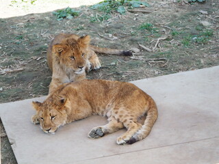 Obraz premium 2023年9月28日生まれの仔ライオン