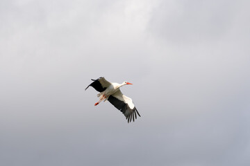 a white stork (Ciconia ciconia) in flight