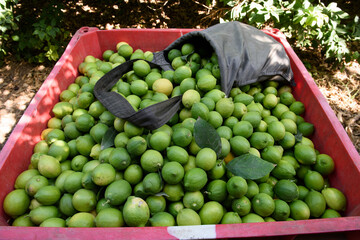 Large bin filled with freshly harvested green lemons awaiting collection in an orchard in the Western Negev region of southern Israel.