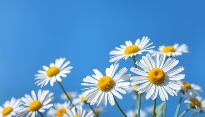 Summer background. Chamomile  on the blue background. Close-up isolated with white highlights, png