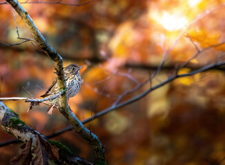 Ptak na drzewie bokeh jesień 