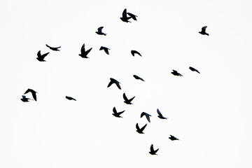 Silhouettes of a group of domesticated pigeons in flight