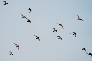 Silhouettes of a group of domesticated pigeons in flight