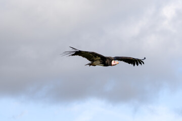 a Turkey vulture (Cathartes aura)