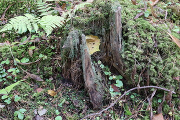 Tree stump with diverse forest soil and plants during autumn