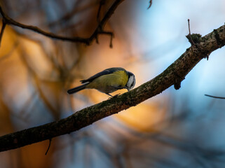 Ptak na drzewie bokeh jesień  sikorka © Adrian