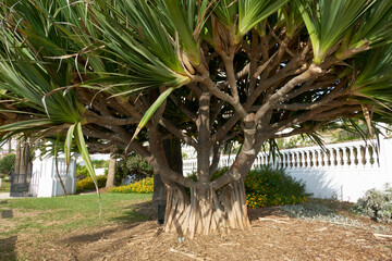 Dragon tree (Dracaena draco) in a Mediterranean garden with ornamental white fence and landscaping in the background