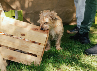 An obedient dog sniffs the goodies in the box on the grass at the feet of its owner. Pure Bred Dog...