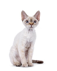 Adorable Devon Rex cat kitten, sitting up. Looking curious beside camera with blue eyes. Isolated on a white background.