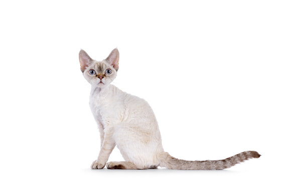 Adorable Devon Rex cat kitten, sititng up side ways. Looking curious towards camera with blue eyes. Isolated on a white background.
