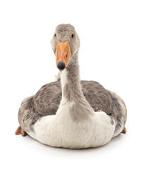 Beautiful gray goose.