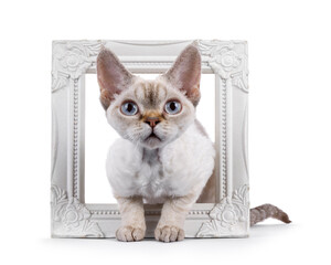 Adorable Devon Rex cat kitten, laying through white image frame. Looking curious towards camera with blue eyes. Isolated on a white background.