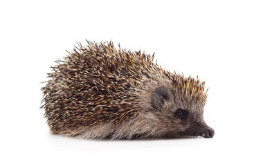 One brown hedgehog.