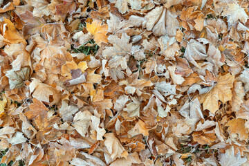 Carpet of frost-covered fallen leaves, autumn background, texture