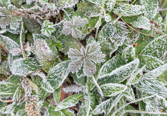 Frosty patterns on the grass covered with frost during the frost in late autumn