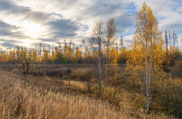 The autumn sun highlights the yellow foliage of the birches in late autumn