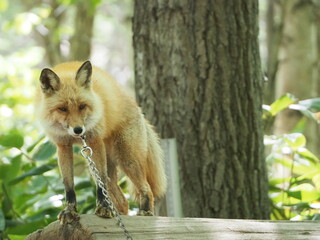 美しい毛色のキタキツネ