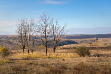 Obraz premium Trees with leafless leaves against a bleak autumn landscape