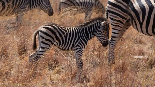 A 4K High Res clip of a baby zebra standing beside its mother inthe bushveld, drifting to sleep in the heat and attempting to nurse, capturing tender wildlife moments. Taken during a Safari Game Drive