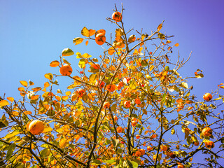 Persimmon tree background in autumn