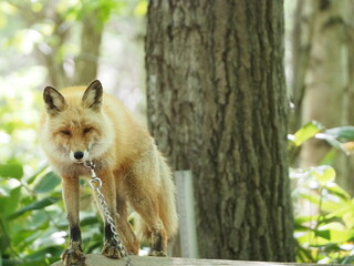 美しい毛色のキタキツネ