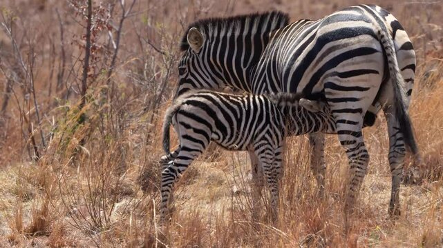 A 4K High Res clip of a baby zebra standing beside its mother inthe bushveld, drifting to sleep in the heat and attempting to nurse, capturing tender wildlife moments. Taken during a Safari Game Drive