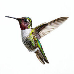 Obraz premium humming bird in white back ground