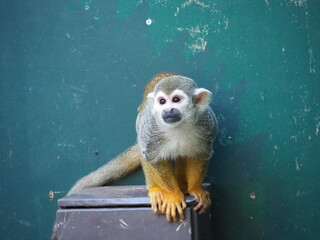 可愛らしいリスザル