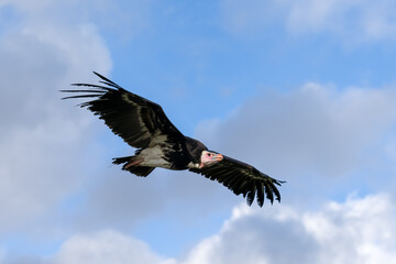 a Turkey vulture (Cathartes aura)