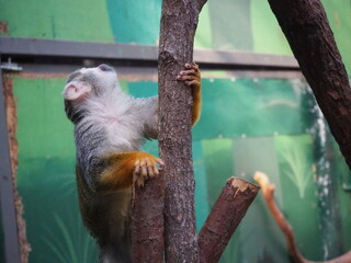 可愛らしいリスザル