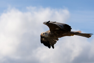 a black kite (Milvus migrans) in low-level flight 