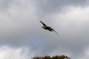 a black kite (Milvus migrans) in low-level flight 