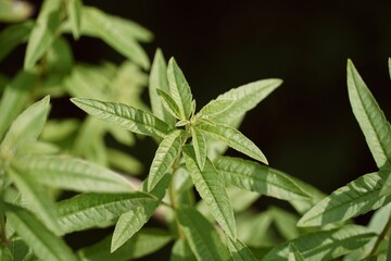 Close-up of the plant Aloysia citrodora known as cedron, citron, lemon verbena or lemon verbena. Background of medicinal green leaves.