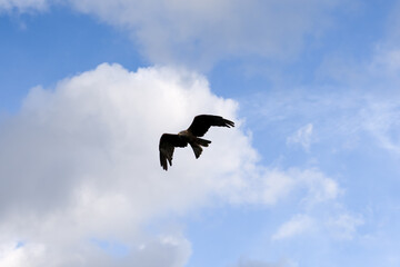 a black kite (Milvus migrans) in low-level flight 