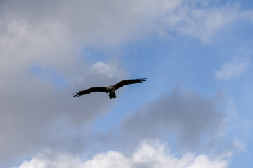 black kite (Milvus migrans) in flight to catch airborne food