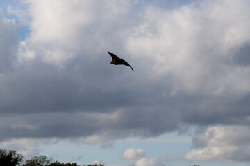 black kite (Milvus migrans) in flight to catch airborne food