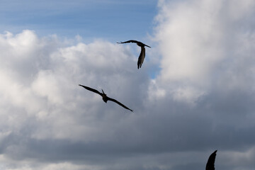 black kite (Milvus migrans) in flight to catch airborne food