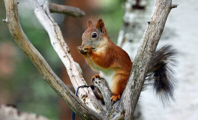Red squirrels in the Taiga forest in Finland