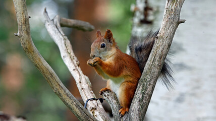 Red squirrels in the Taiga forest in Finland