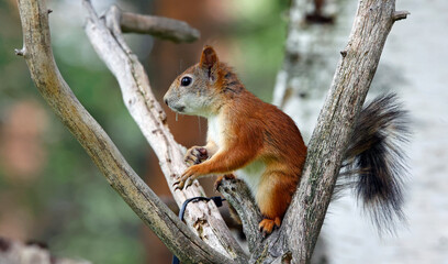 Red squirrels in the Taiga forest in Finland