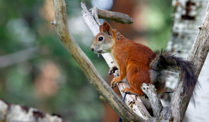 Red squirrels in the Taiga forest in Finland