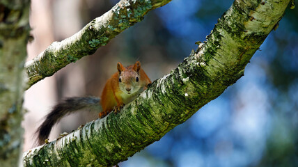 Fototapeta premium Red squirrels in the Taiga forest in Finland