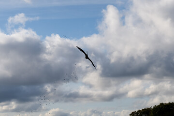 close-up of a black kite (Milvus migrans) in high-speed low-level flight