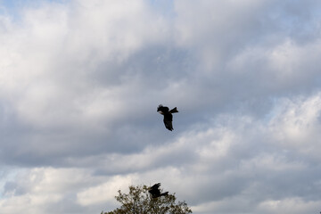 close-up of a black kite (Milvus migrans) in high-speed low-level flight