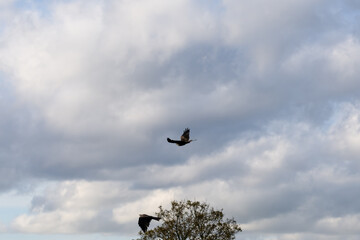 close-up of a black kite (Milvus migrans) in high-speed low-level flight