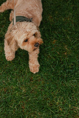 The dog is lying on the grass, top view. Pure Bred Dog on the World Dog Show. Friendship, walk, pets. Part of the series