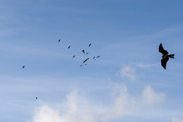 an Egyptian Vulture (Neophron percnopterus, Alimoche Común) harassed by a parliament of crows in flight