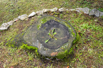 Base of a felled tree trunk